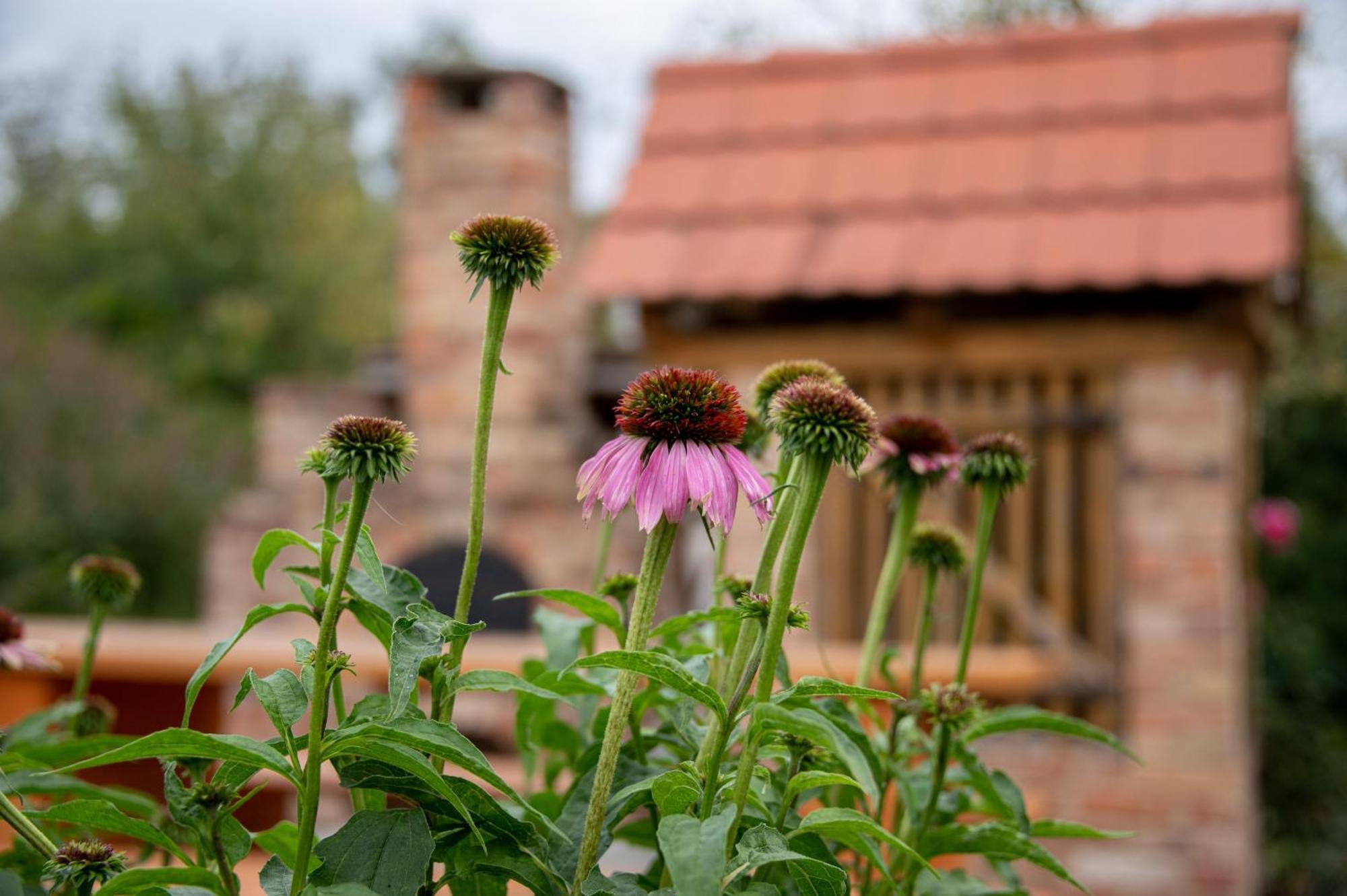 Rozmaring Vendégház Zengővárkony Exterior foto